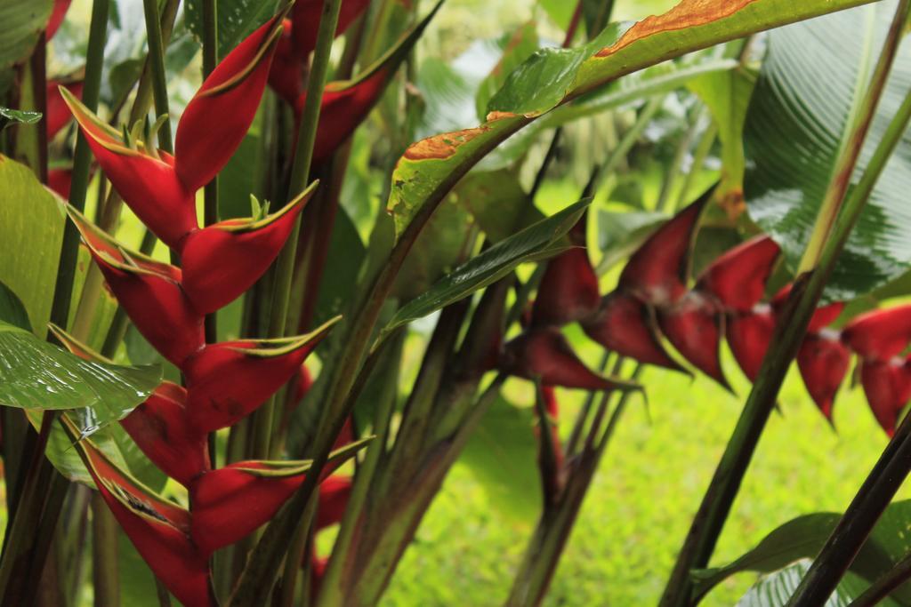 Hotel Tangara Arenal B&B La Fortuna Pokój zdjęcie